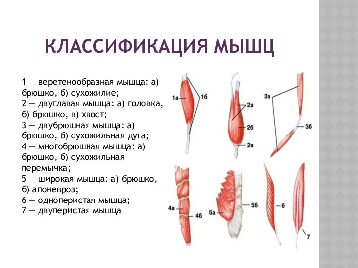 КЛАССИФИКАЦИЯ МЫШЦ 1 — веретенообразная мышца: а) брюшко, б) сухожилие;