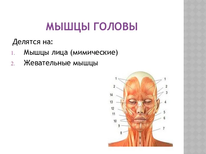 МЫШЦЫ ГОЛОВЫ Делятся на: Мышцы лица (мимические) Жевательные мышцы