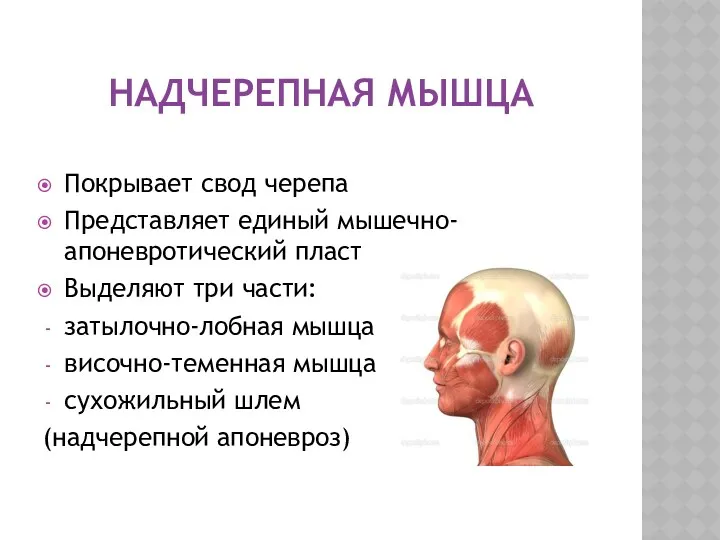 НАДЧЕРЕПНАЯ МЫШЦА Покрывает свод черепа Представляет единый мышечно-апоневротический пласт Выделяют