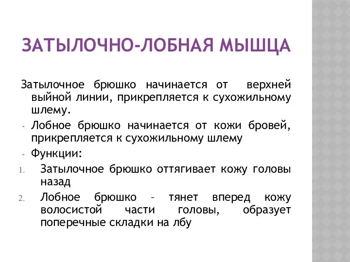 ЗАТЫЛОЧНО-ЛОБНАЯ МЫШЦА Затылочное брюшко начинается от верхней выйной линии, прикрепляется