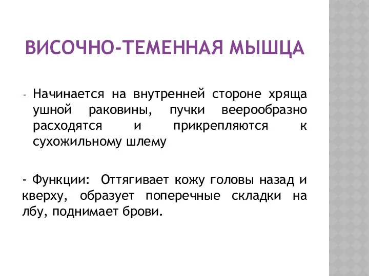 ВИСОЧНО-ТЕМЕННАЯ МЫШЦА Начинается на внутренней стороне хряща ушной раковины, пучки