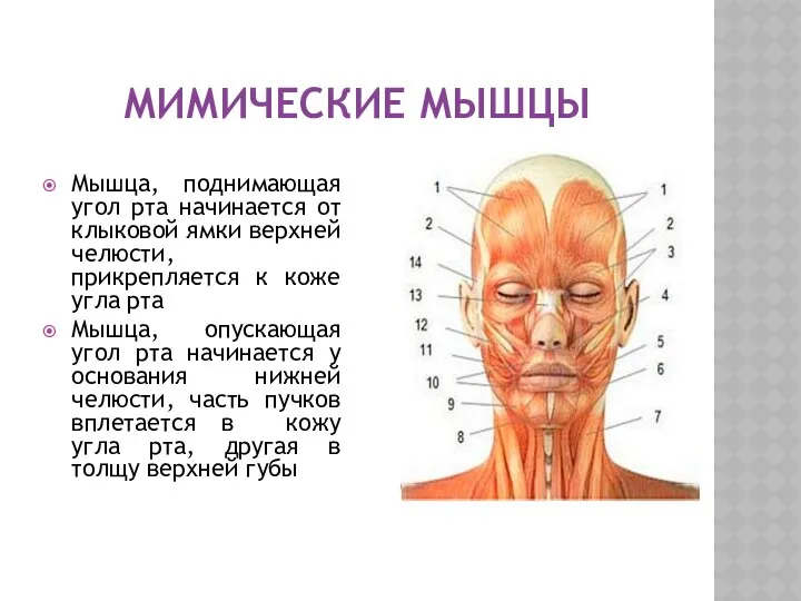 МИМИЧЕСКИЕ МЫШЦЫ Мышца, поднимающая угол рта начинается от клыковой ямки