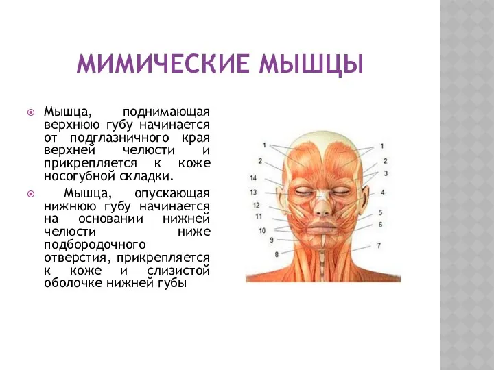 МИМИЧЕСКИЕ МЫШЦЫ Мышца, поднимающая верхнюю губу начинается от подглазничного края