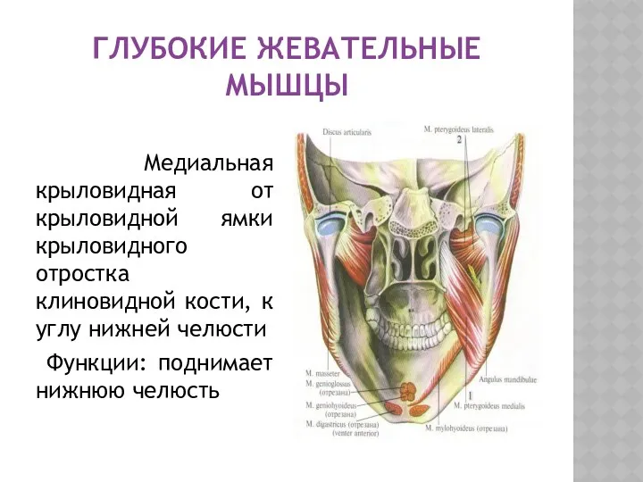 ГЛУБОКИЕ ЖЕВАТЕЛЬНЫЕ МЫШЦЫ Медиальная крыловидная от крыловидной ямки крыловидного отростка