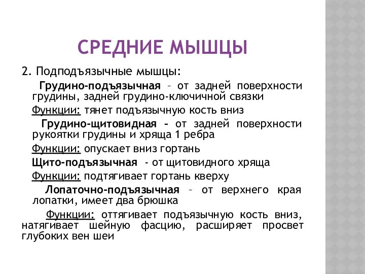 СРЕДНИЕ МЫШЦЫ 2. Подподъязычные мышцы: Грудино-подъязычная – от задней поверхности