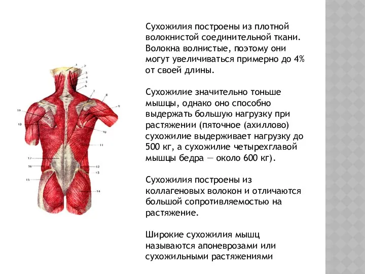 Сухожилия построены из плотной волокнистой соединительной ткани. Волокна волнистые, поэтому