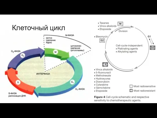 Клеточный цикл