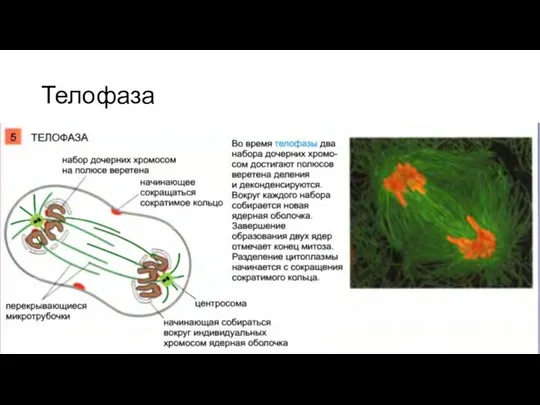 Телофаза