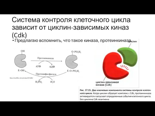 Система контроля клеточного цикла зависит от циклин-зависимых киназ (Cdk) Предлагаю вспомнить, что такое киназа, протеинкиназа https://studfiles.net/preview/2074209/