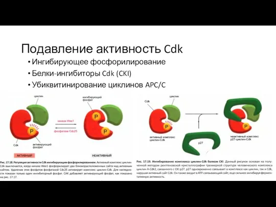 Подавление активность Cdk Ингибирующее фосфорилирование Белки-ингибиторы Cdk (CKI) Убиквитинирование циклинов APC/C