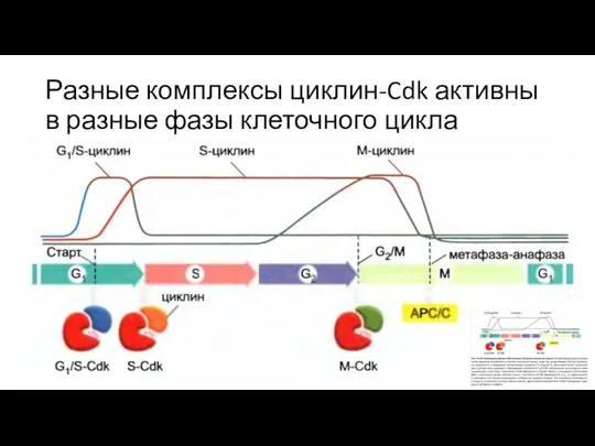 Разные комплексы циклин-Cdk активны в разные фазы клеточного цикла