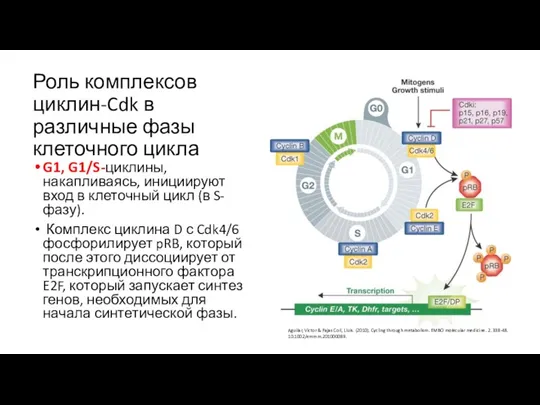 Роль комплексов циклин-Cdk в различные фазы клеточного цикла G1, G1/S-циклины,