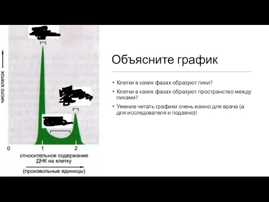 Объясните график Клетки в каких фазах образуют пики? Клетки в