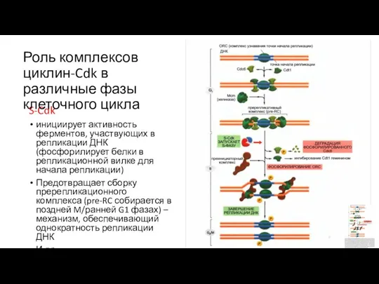 S-Cdk инициирует активность ферментов, участвующих в репликации ДНК (фосфорилирует белки