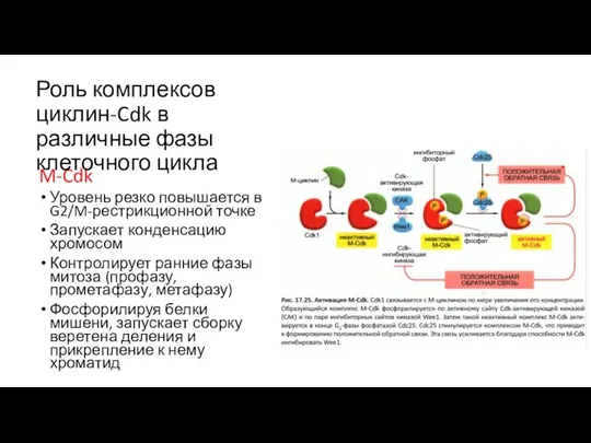 M-Cdk Уровень резко повышается в G2/M-рестрикционной точке Запускает конденсацию хромосом