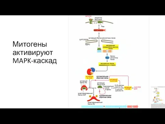 Митогены активируют MAPK-каскад