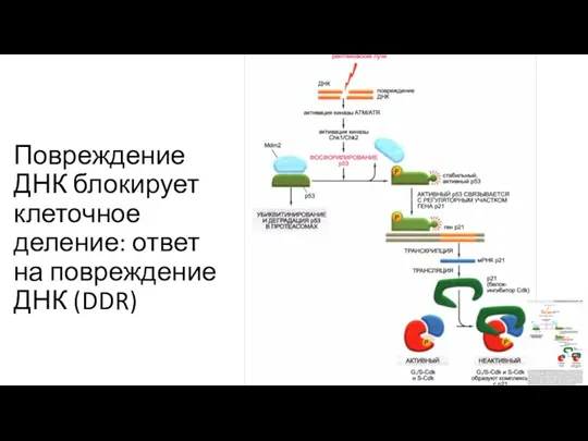 Повреждение ДНК блокирует клеточное деление: ответ на повреждение ДНК (DDR)