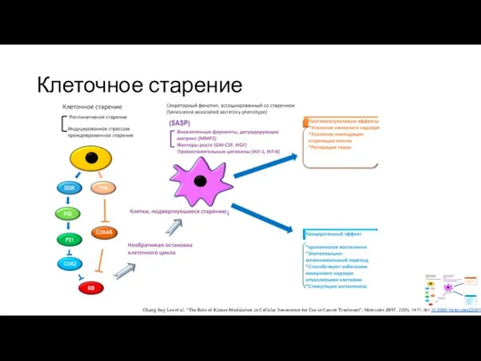 Клеточное старение Chang Sup Lee et al. “The Role of