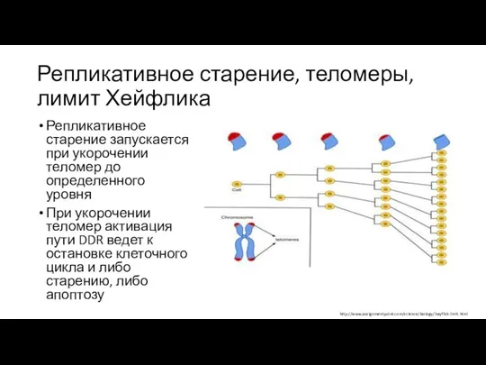 Репликативное старение, теломеры, лимит Хейфлика Репликативное старение запускается при укорочении