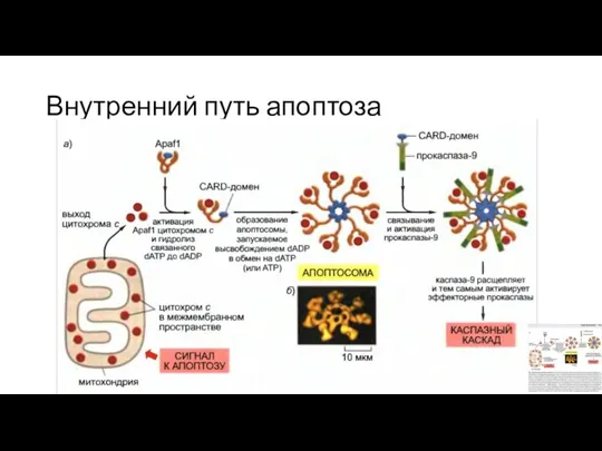 Внутренний путь апоптоза