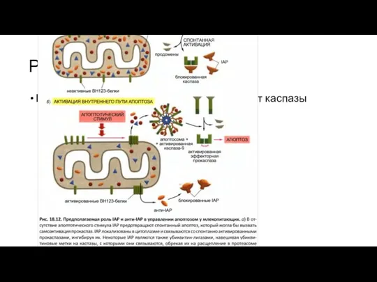 Регуляция апоптоза Белки IAP (ингибиторы апоптоза) ингибируют каспазы