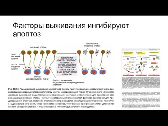 Факторы выживания ингибируют апоптоз