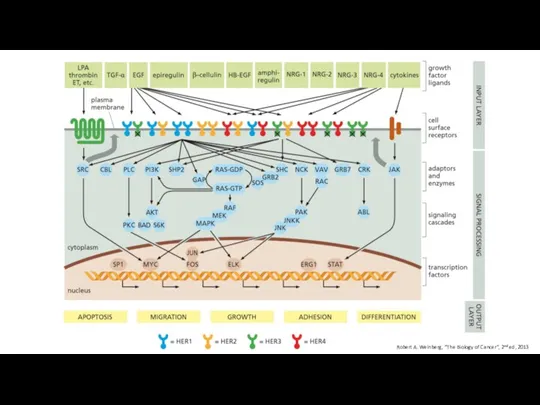 Robert A. Weinberg, “The Biology of Cancer”, 2nd ed, 2013