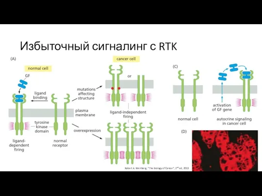 Избыточный сигналинг с RTK Robert A. Weinberg, “The Biology of Cancer”, 2nd ed, 2013