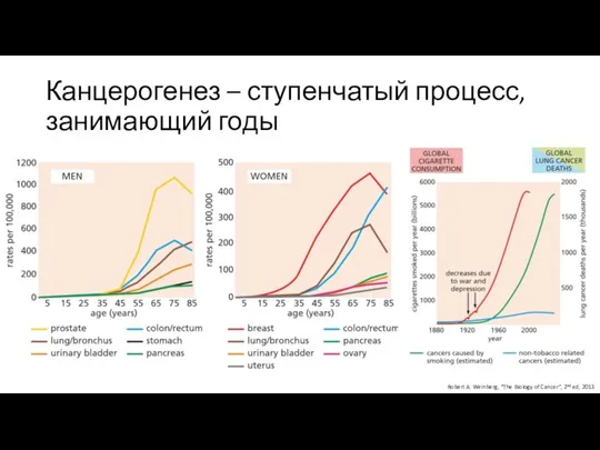 Канцерогенез – ступенчатый процесс, занимающий годы Robert A. Weinberg, “The Biology of Cancer”, 2nd ed, 2013