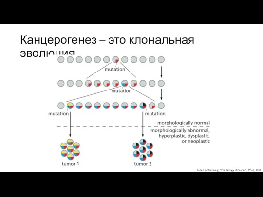 Канцерогенез – это клональная эволюция Robert A. Weinberg, “The Biology of Cancer”, 2nd ed, 2013