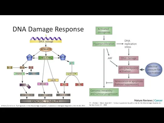 DNA Damage Response TY - JOURAU - Meek, David W.TI