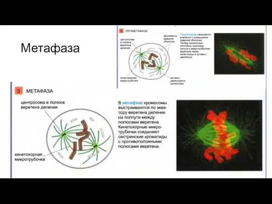 Метафаза