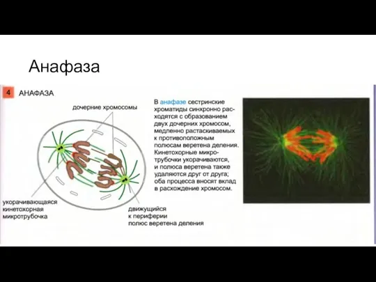 Анафаза