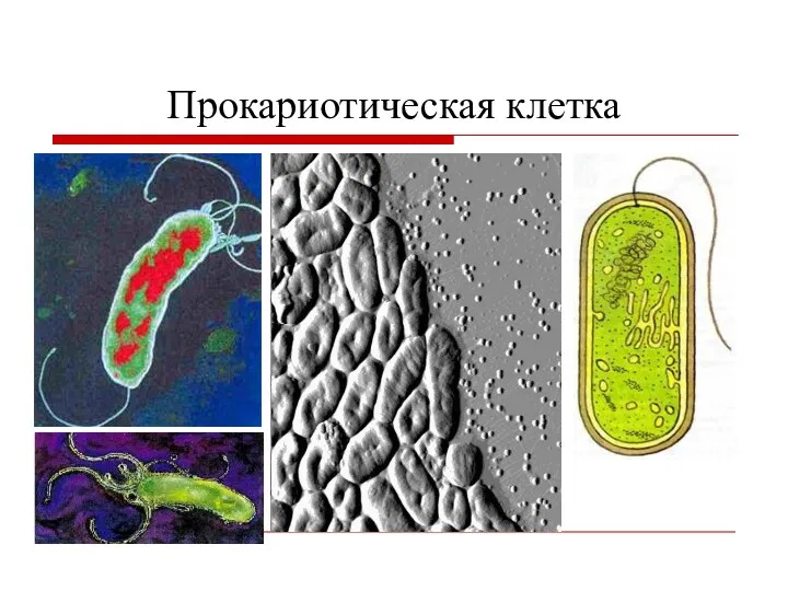 Прокариотическая клетка