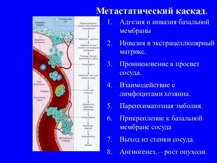 Метастатический каскад. Адгезия и инвазия базальной мембраны Инвазия в экстрацеллюлярный матрикс. Проникновение в