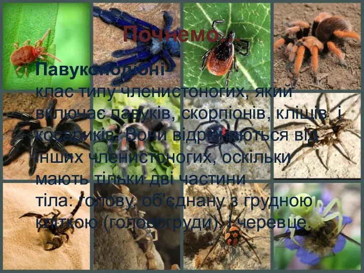 Почнемо… Павукоподі́бні-клас типу членистоногих, який включає павуків, скорпіонів, кліщів і