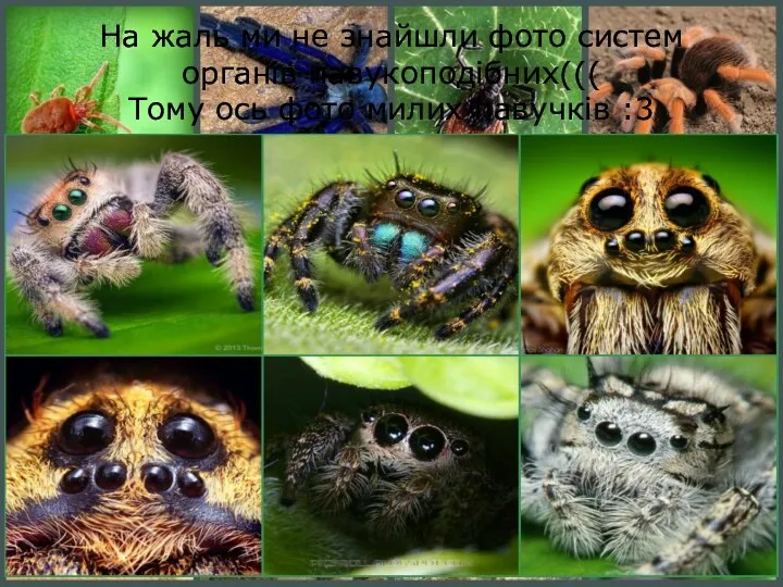 На жаль ми не знайшли фото систем органів павукоподібних((( Тому ось фото милих павучків :3