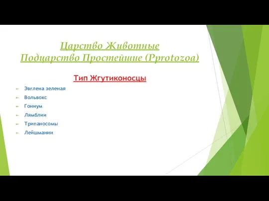 Царство Животные Подцарство Простейшие (Pprotozoa) Тип Жгутиконосцы Эвглена зеленая Вольвокс Гониум Лямблии Трипаносомы Лейшмании