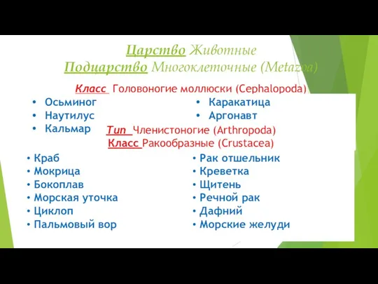 Царство Животные Подцарство Многоклеточные (Metazoa) Класс Головоногие моллюски (Cephalopoda) Тип Членистоногие (Arthropoda) Класс Ракообразные (Crustacea)