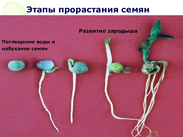 Этапы прорастания семян Поглощение воды и набухание семян Развитие зародыша