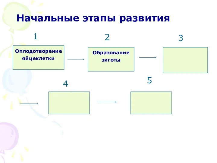 Начальные этапы развития Оплодотворение яйцеклетки Образование зиготы 1 2 3 4 5