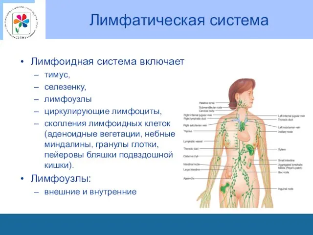 Лимфатическая система Лимфоидная система включает тимус, селезенку, лимфоузлы циркулирующие лимфоциты,