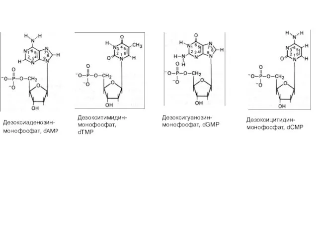 Дезоксиаденозин- монофосфат, dAMP Дезокситимидин- монофосфат, dTMP Дезоксигуанозин- монофосфат, dGMP Дезоксицитидин- монофосфат, dCMP