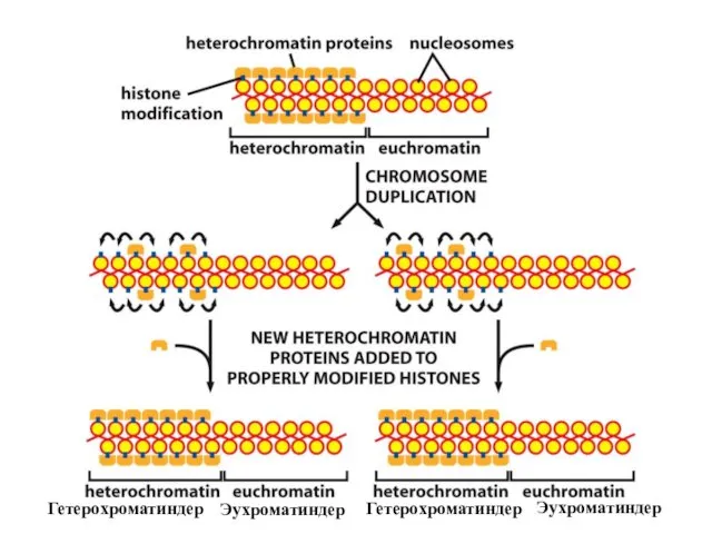 Гетерохроматиндер Гетерохроматиндер Эухроматиндер Эухроматиндер