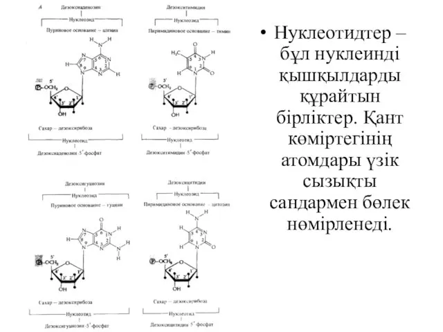 Нуклеотидтер – бұл нуклеинді қышқылдарды құрайтын бірліктер. Қант көміртегінің атомдары үзік сызықты сандармен бөлек нөмірленеді.