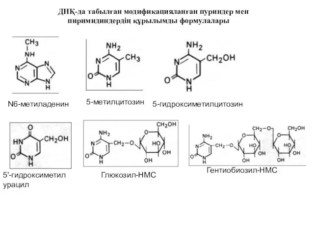 ДНҚ-да табылған модификацияланған пуриндер мен пиримидиндердің құрылымды формулалары N6-метиладенин 5-метилцитозин 5-гидроксиметилцитозин 5'-гидроксиметил урацил Глюкозил-НМС Гентиобиозил-НМС