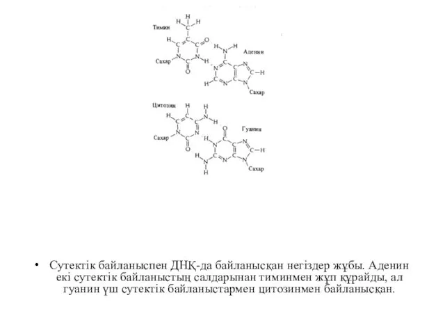 Сутектік байланыспен ДНҚ-да байланысқан негіздер жұбы. Аденин екі сутектік байланыстың