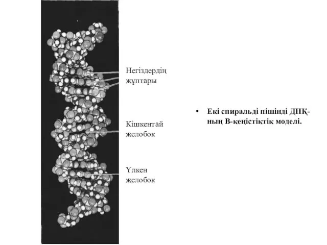 Екі спиральді пішінді ДНҚ-ның В-кеңістіктік моделі. Негіздердің жұптары Кішкентай желобок Үлкен желобок