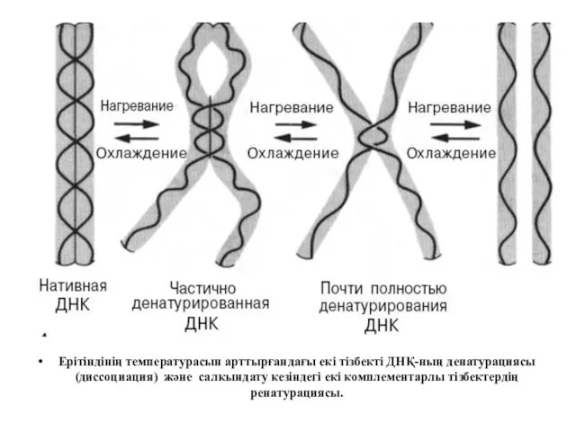 Ерітіндінің температурасын арттырғандағы екі тізбекті ДНҚ-ның денатурациясы (диссоциация) және салқындату кезіндегі екі комплементарлы тізбектердің ренатурациясы.