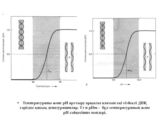 Температураны және рН арттыру арқылы алатын екі тізбекті ДНҚ тәріздес